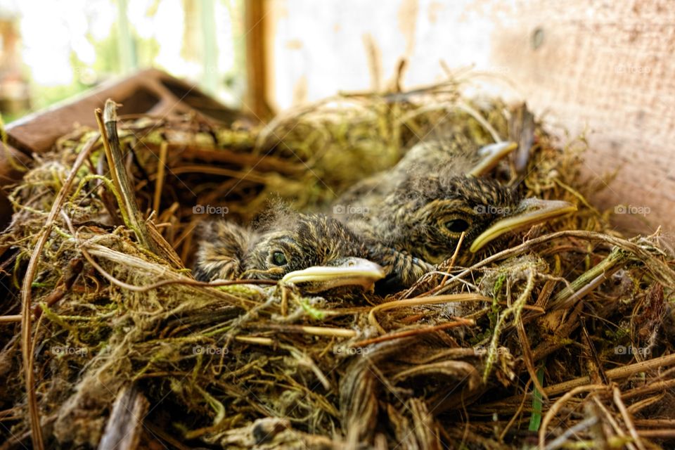 The spotted flycatcher's nest. 
Baby chicks of spotted flycatcher in their nest by the summer cottage wall in Nokia, Finland. 