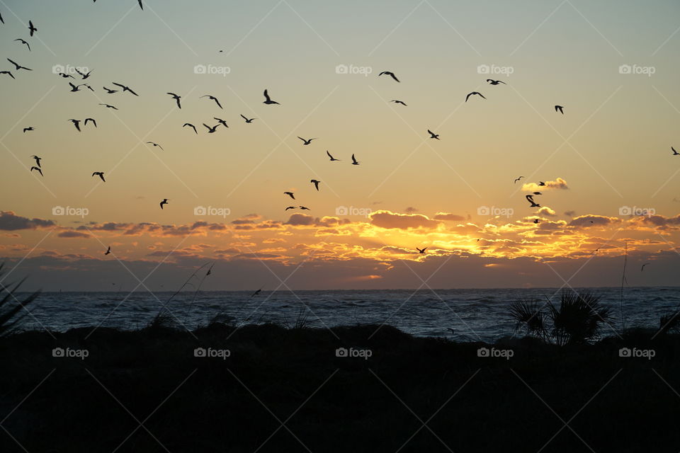 Birds flying over ocean at sunrise