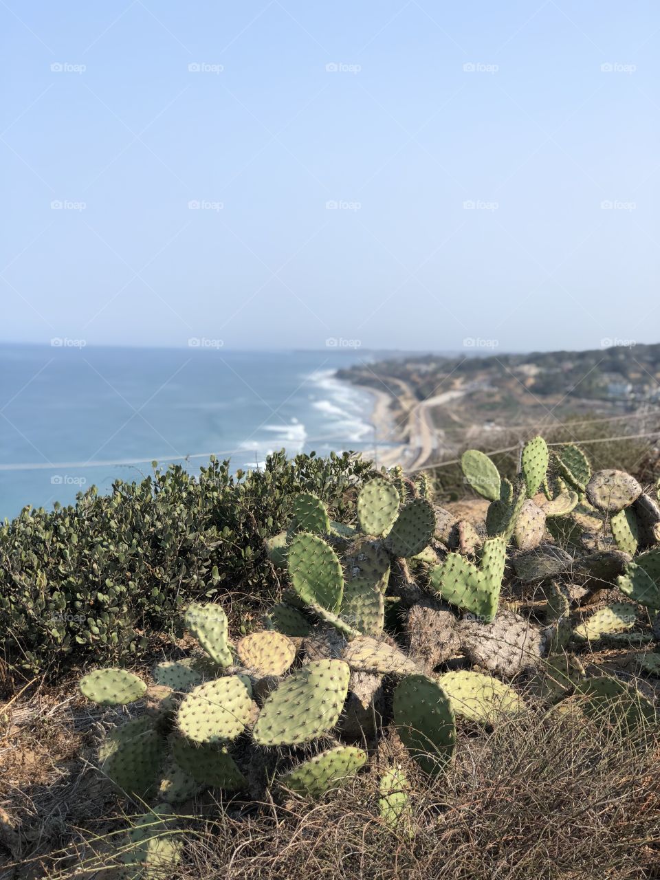 Cacti in San Diego, CA
