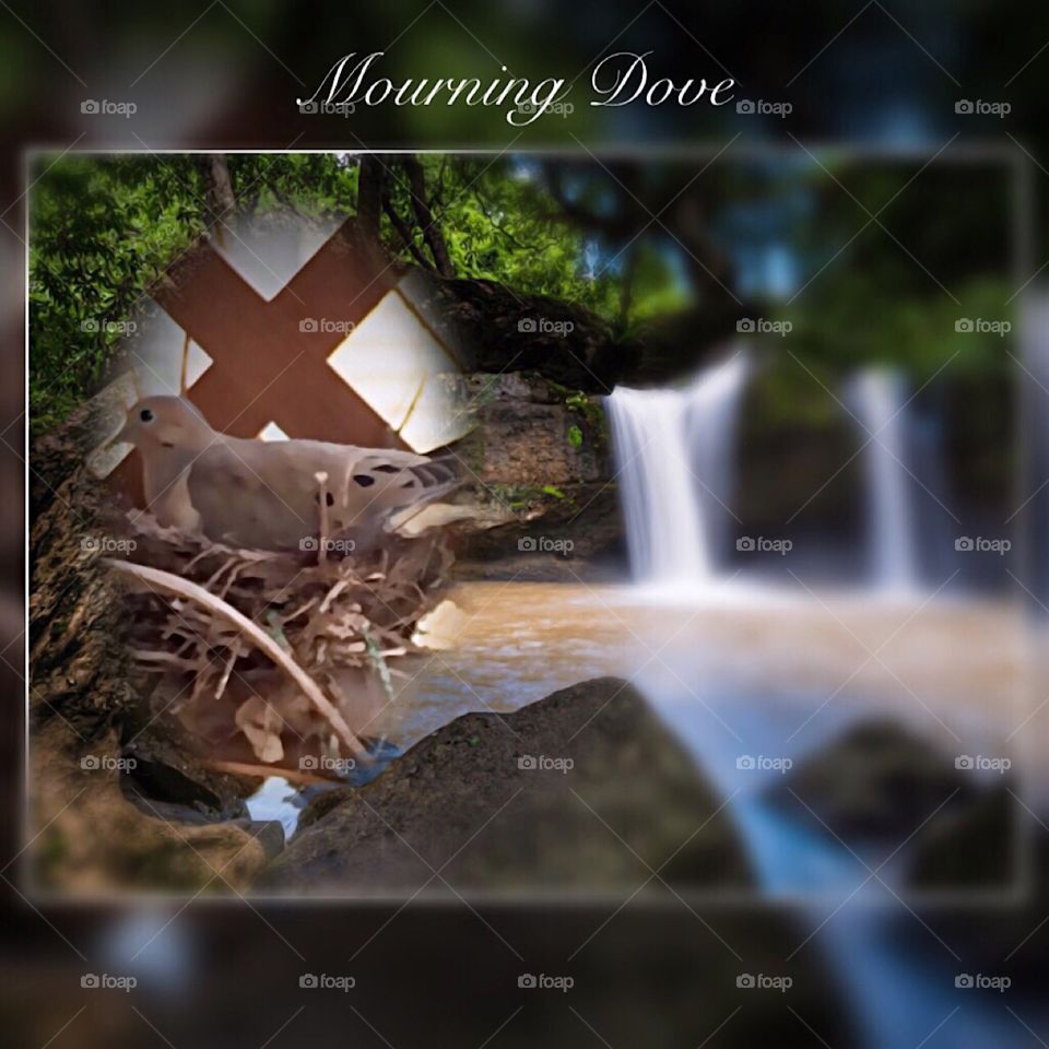 Mourning Dove Nesting Wisconsin, Instagram,@PennyPeronto