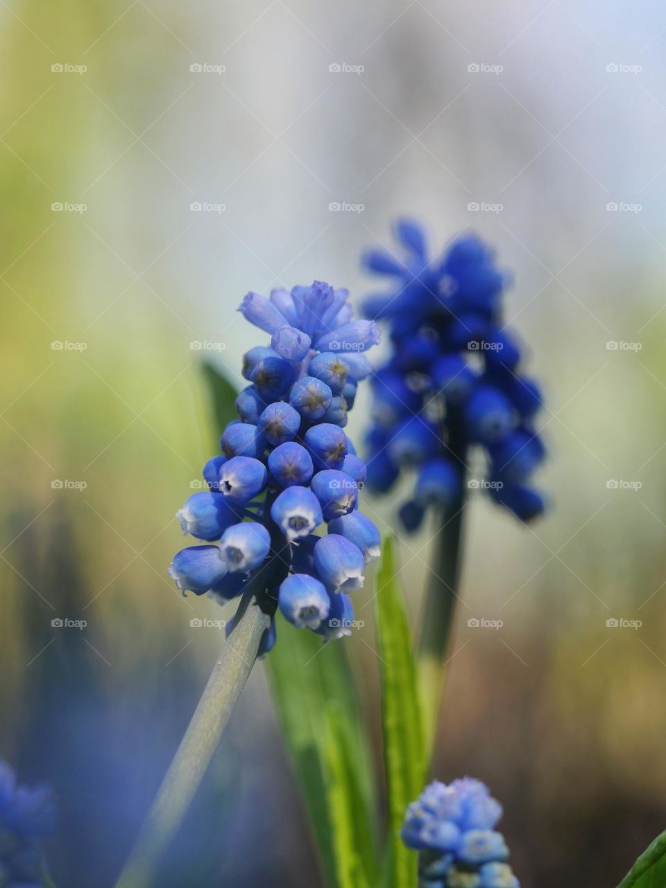 Close-up of grape hyacinths