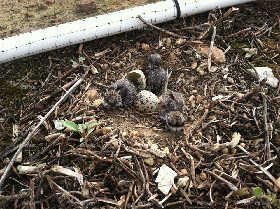 Hatching killdeer chicks