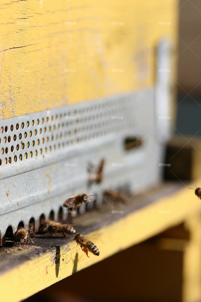 Birds& Bees- Nature in Motion