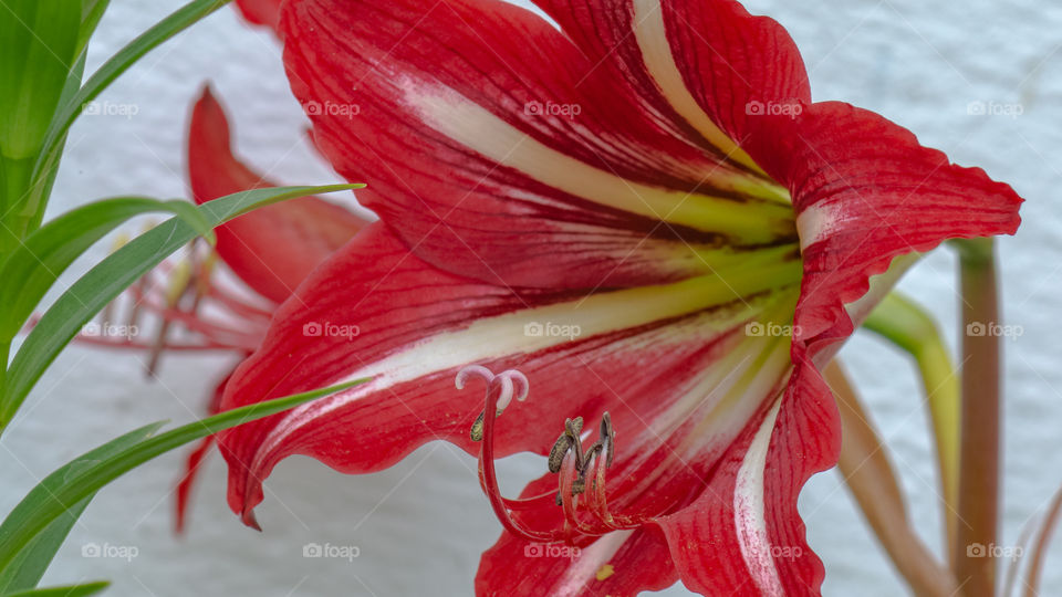 Amaryllis