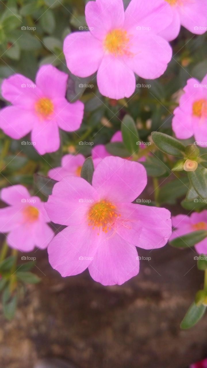 This spring is so perfect and beautiful with the bright colors of flowers blooming