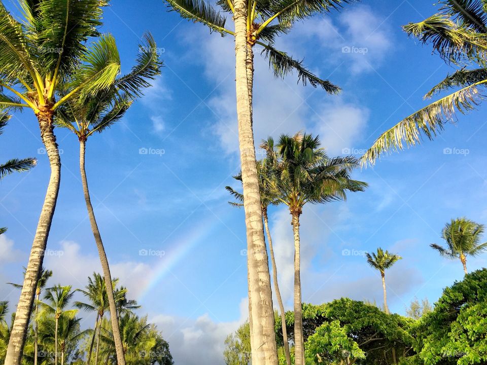 Palm trees