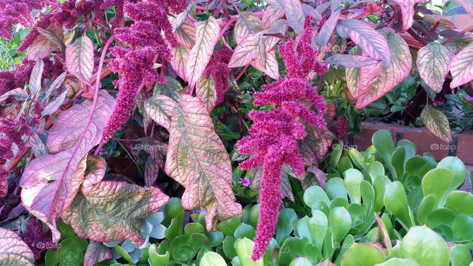 Purple, pink and green plants. purple, pink and green plants 