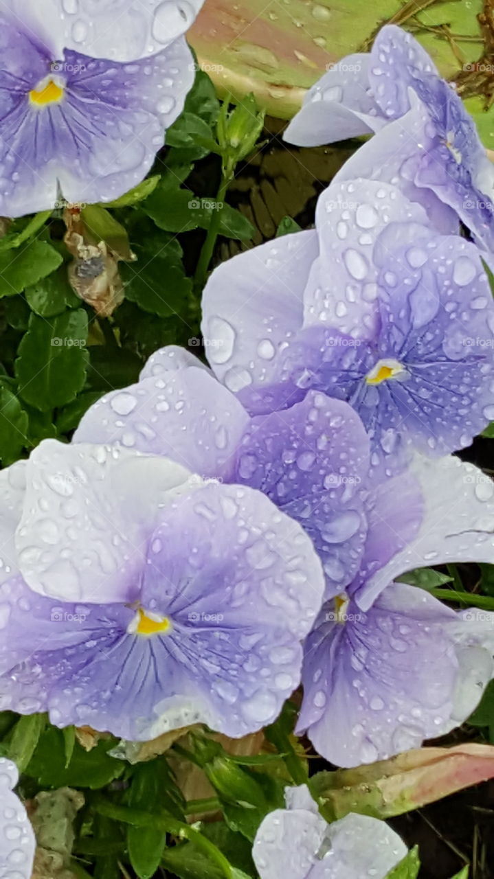 faded purple flowers
