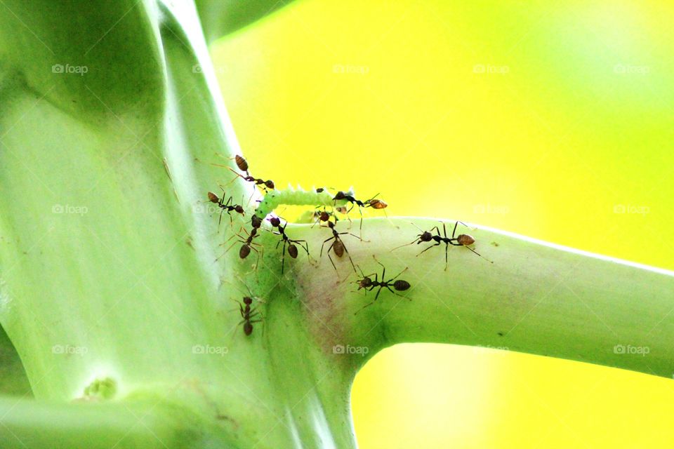busy soldier ants carrying a Caterpillar