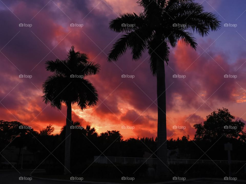 Fire palm sky 