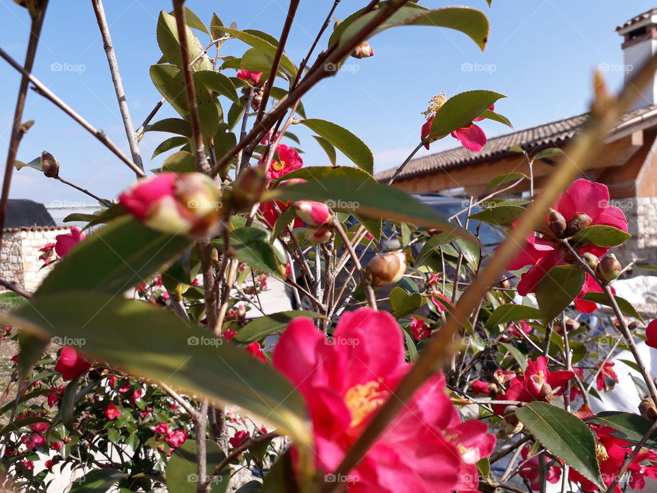 red flowers in my garden