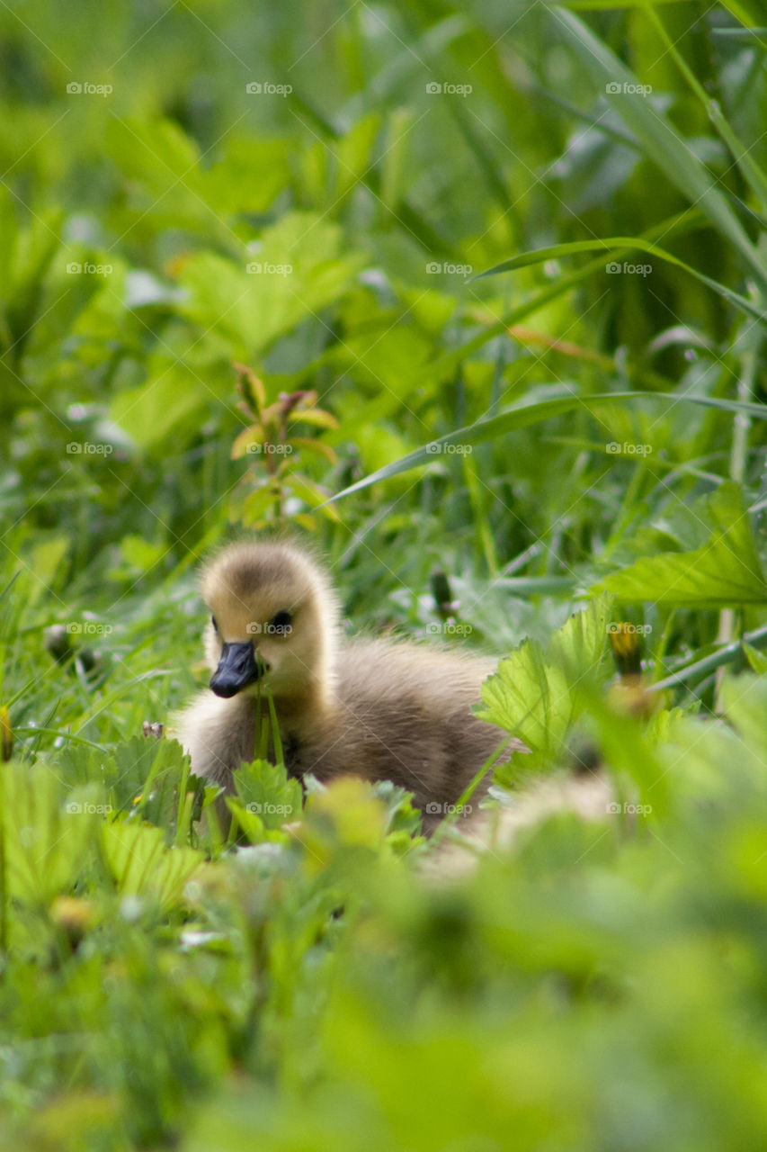 Close-up of goose