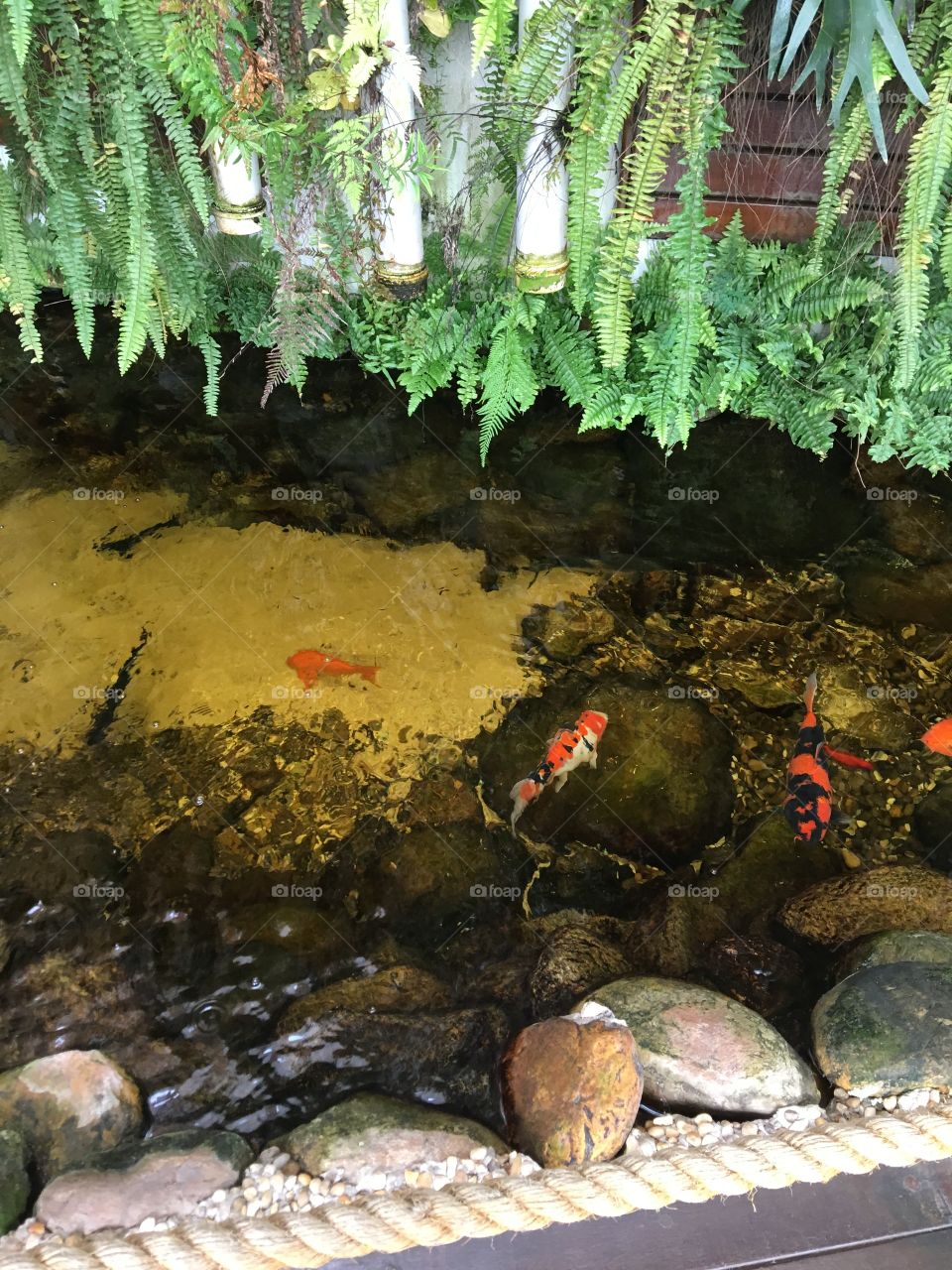 Colorful fishes inside shopping 