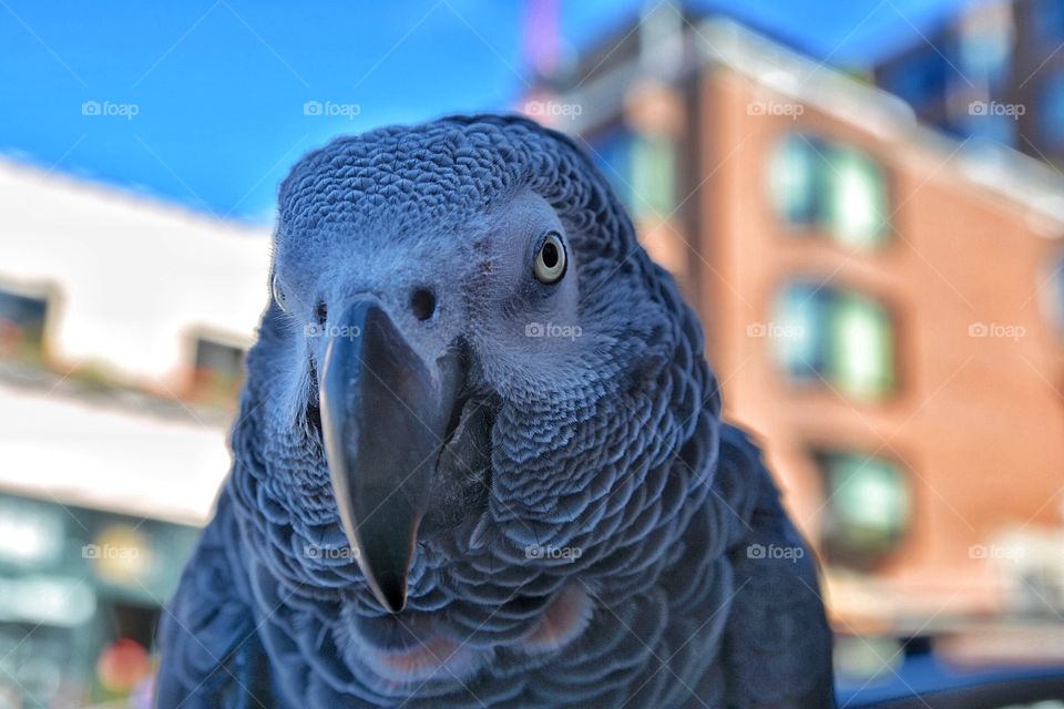 African Gray