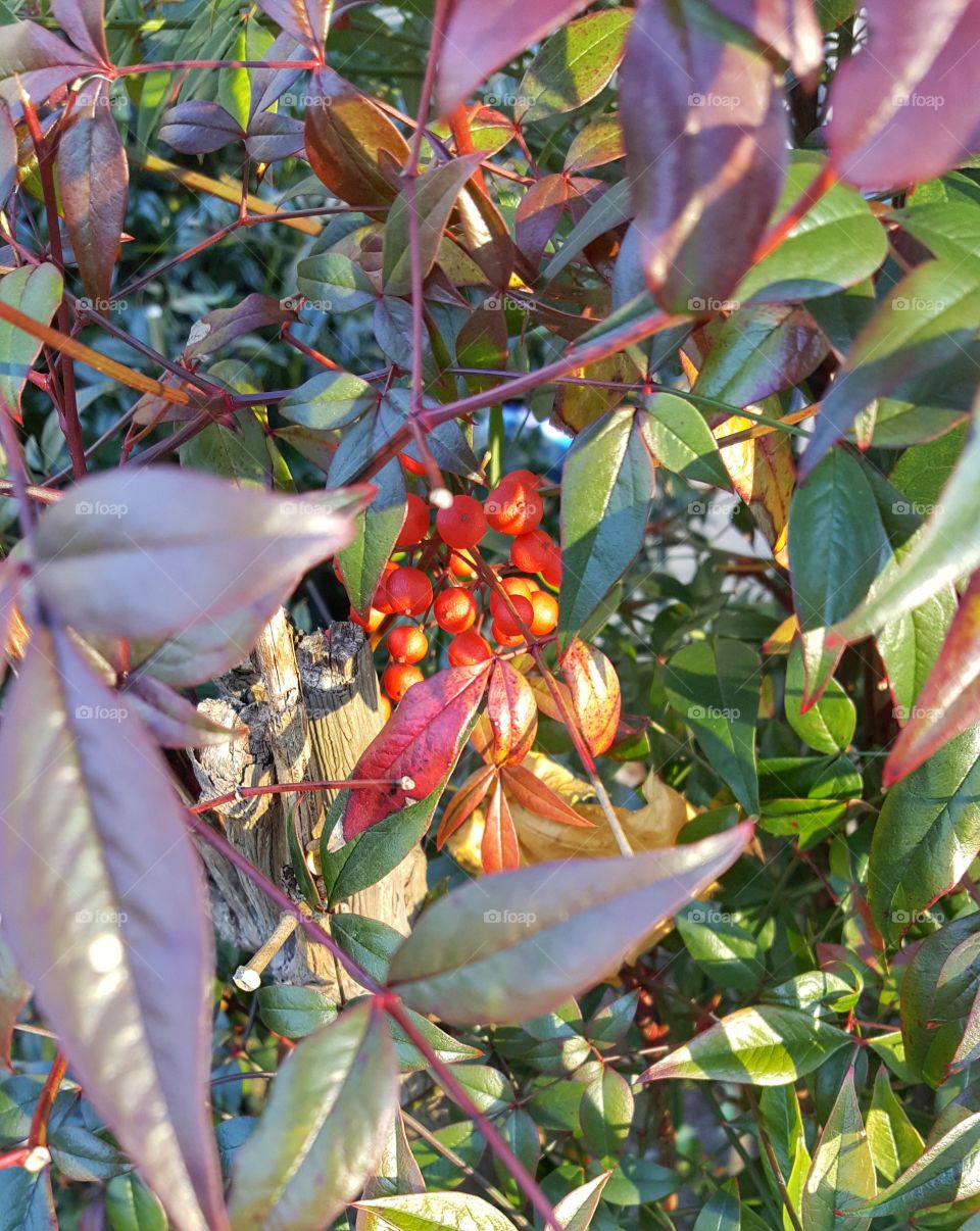 Berries and Leaves