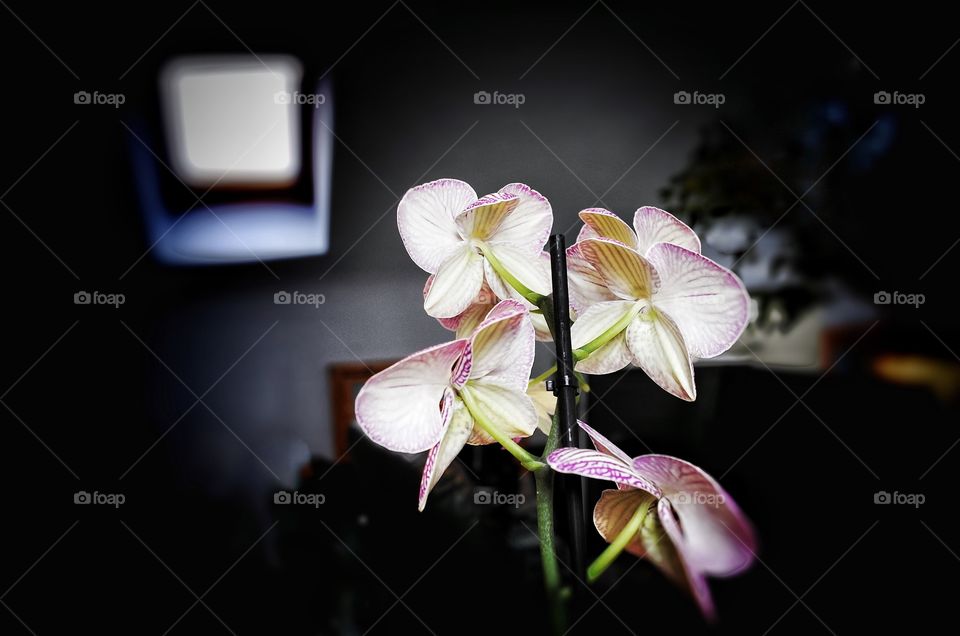 Orchid