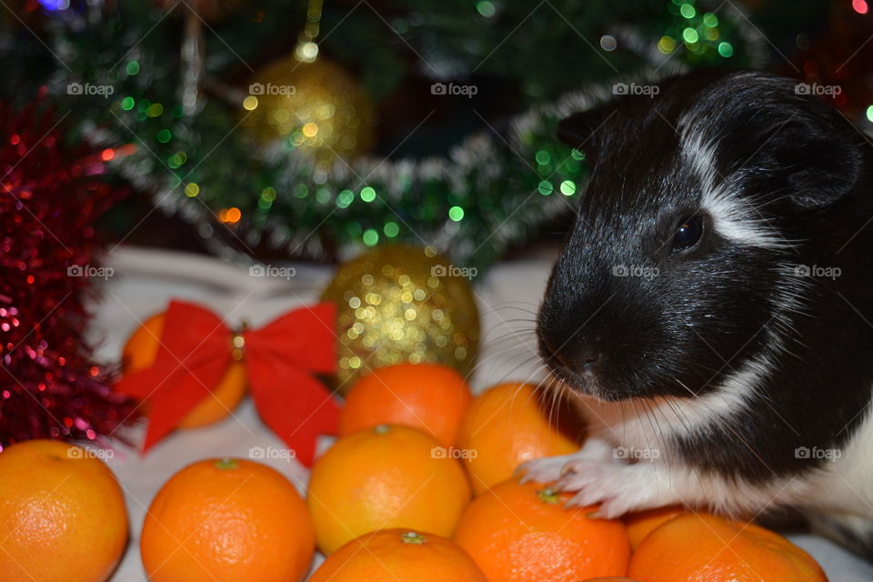 Guinea pig pet with tangerines and Christmas tree winter holiday