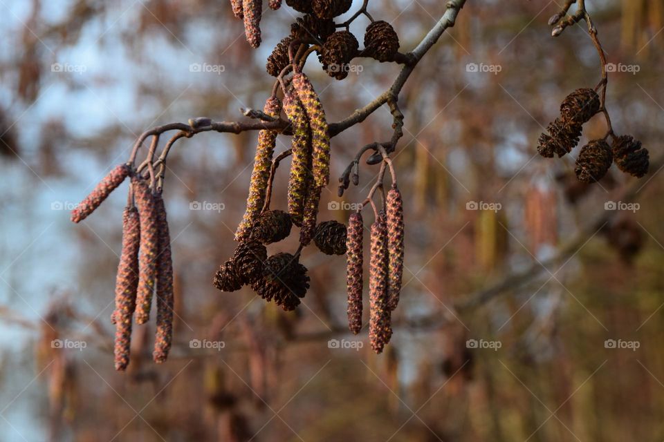 Erlenkätzchen und Fruchtstände