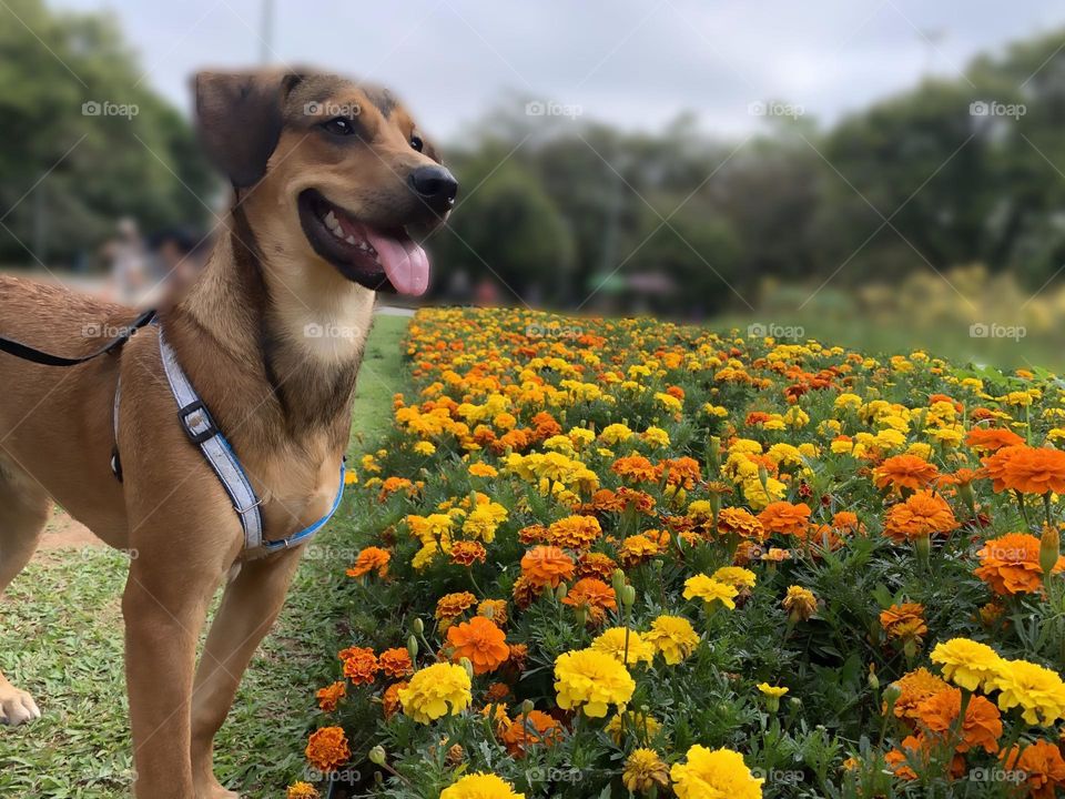 Dog enjoying the flowers in the park garden