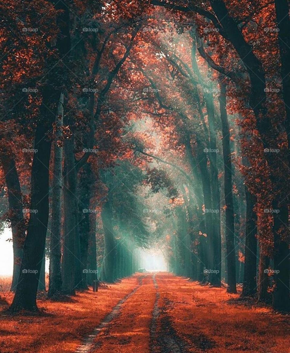 Tree Path in the Netherlands
