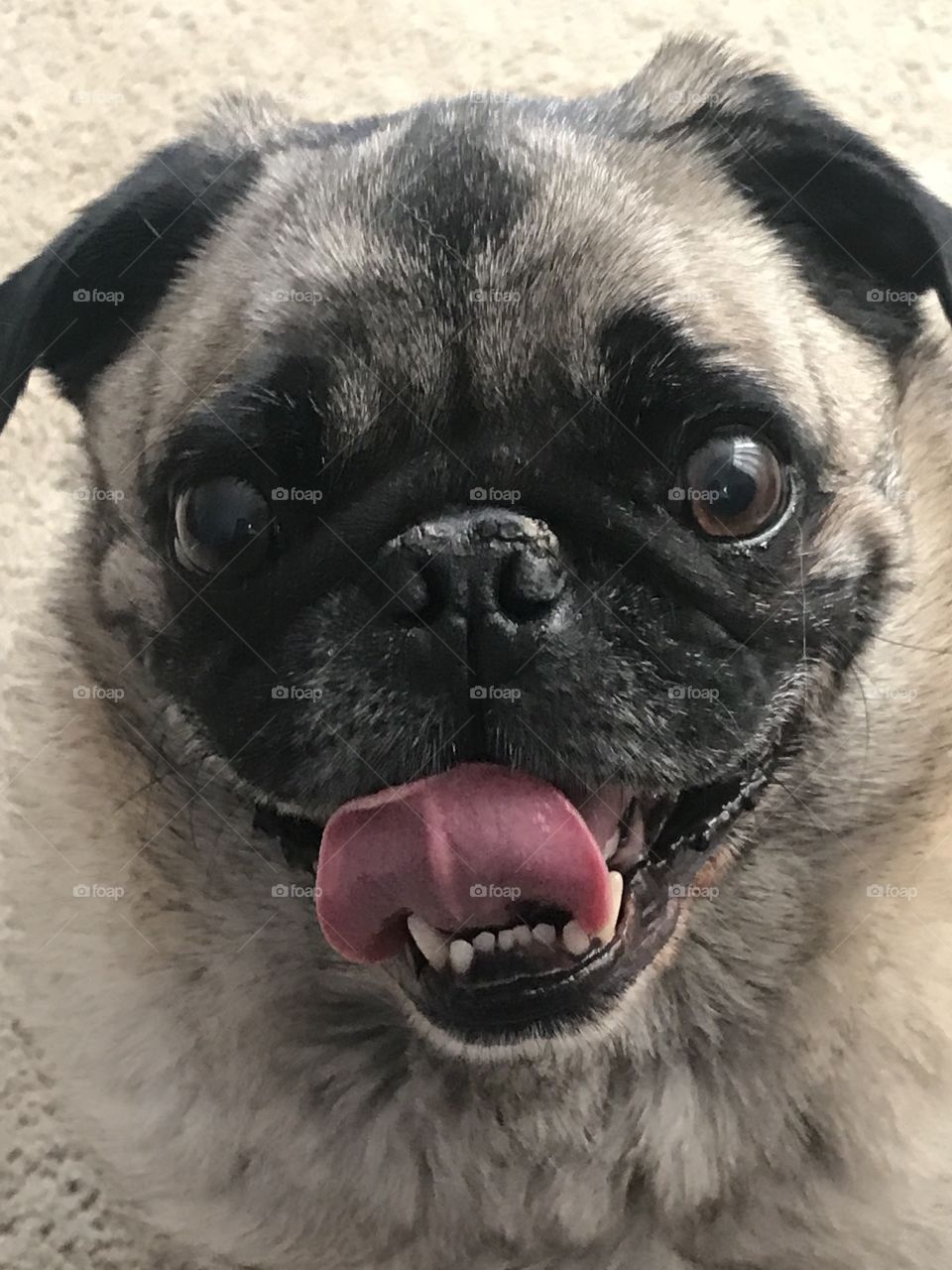 Pug