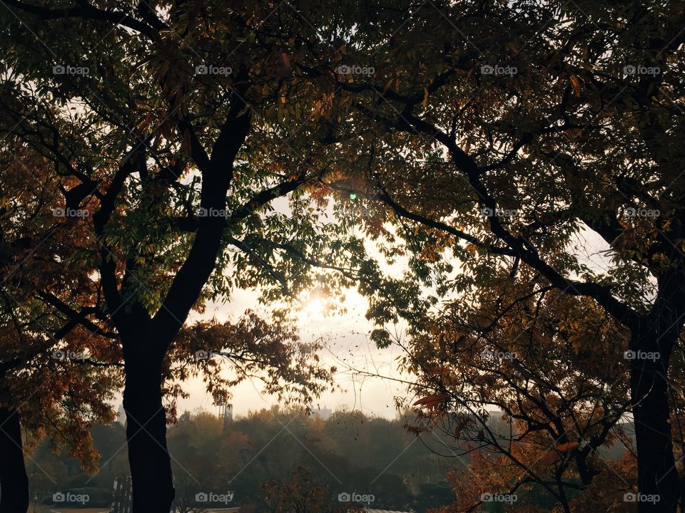 Tree, Fall, Leaf, Landscape, No Person