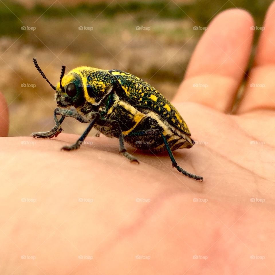 Insect in hand 