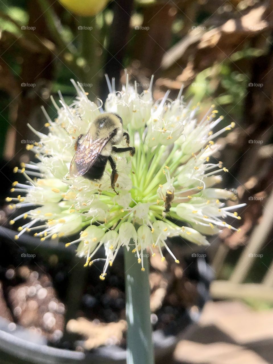 Big bee and little bee on scallion bloom 