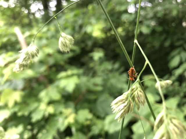 Green Grass with Red Insects HD Photo