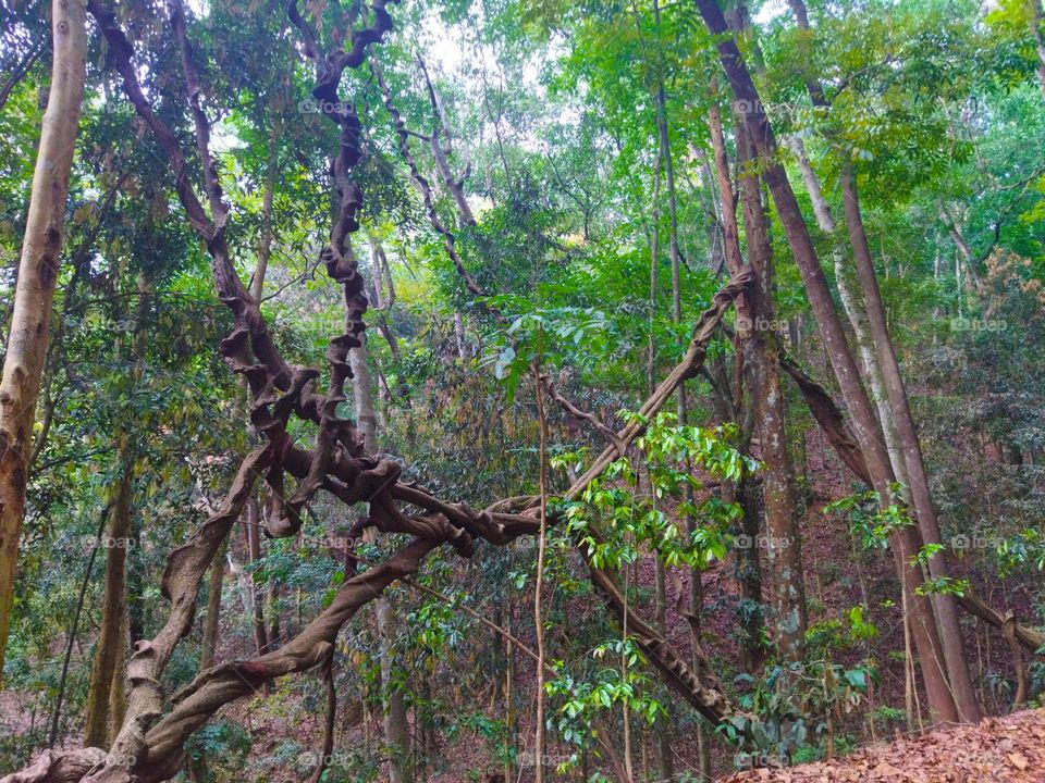 Forest.. An old creeper on trees. Looking ancient # Nature🌱 / Natural / Travelling / Trees.