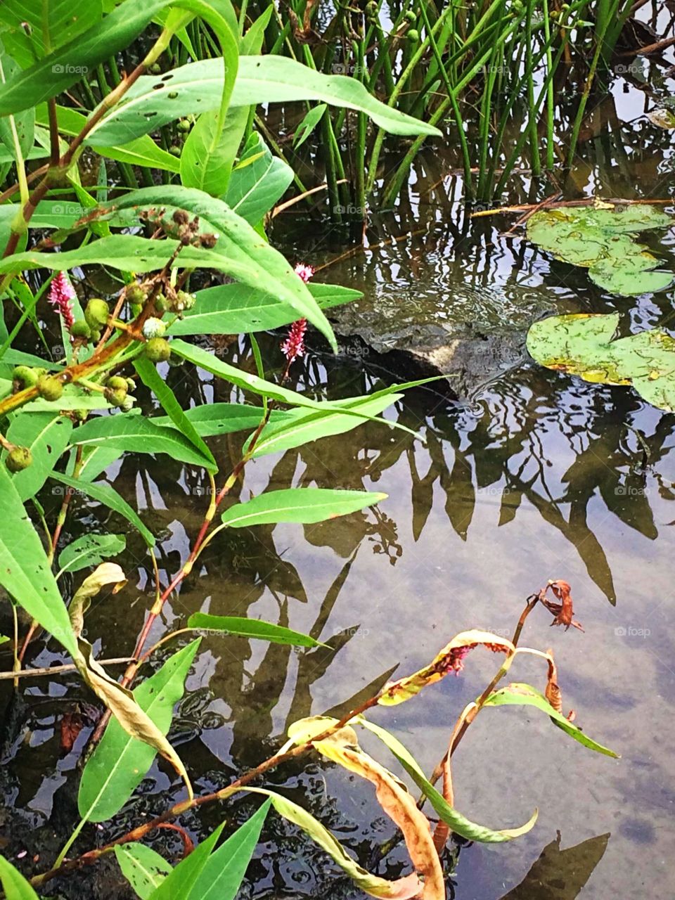 Flora reflection in the water