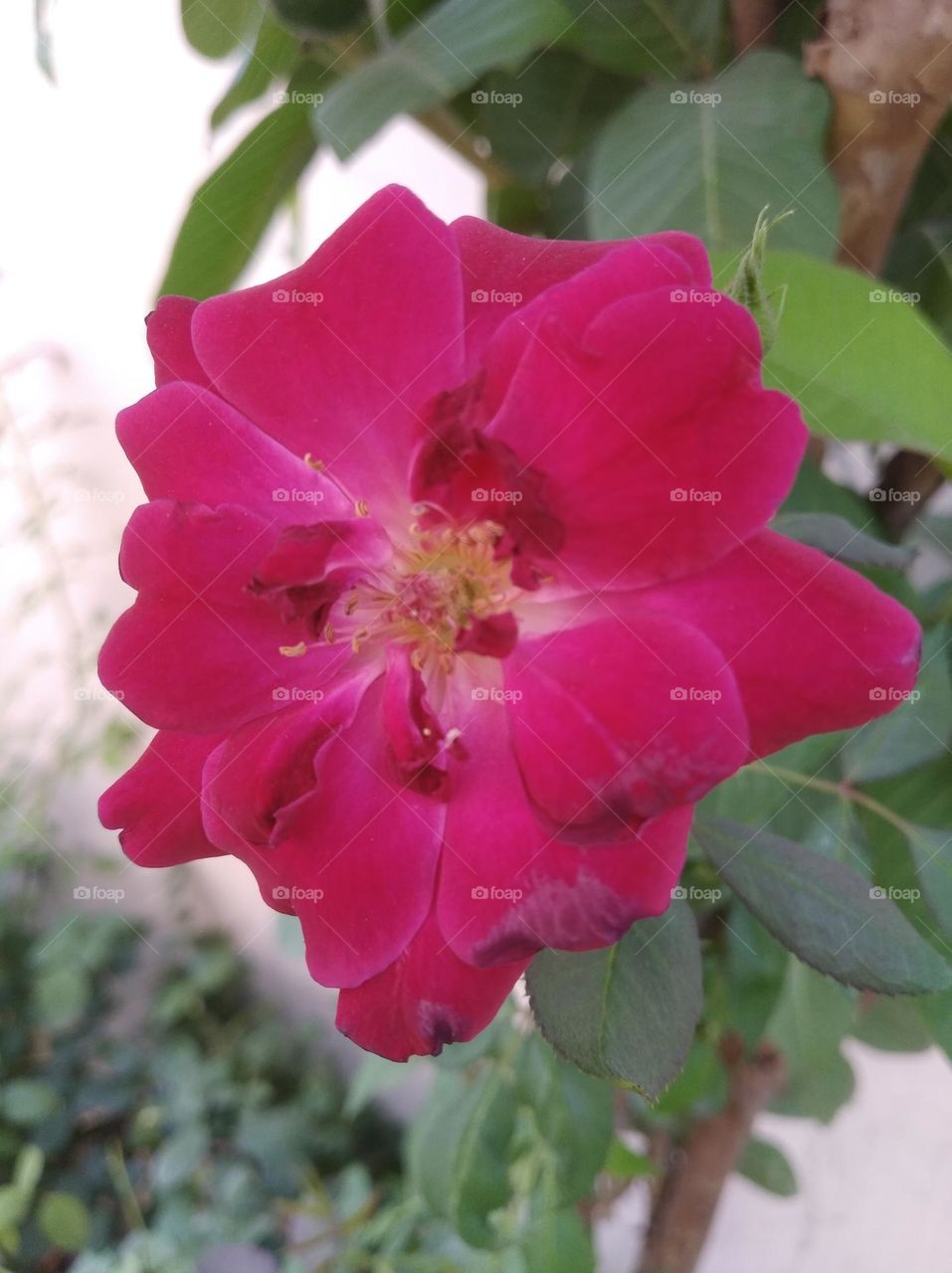 Asian rose pink colour flowers shurb small size looks very beautiful generally found everywhere