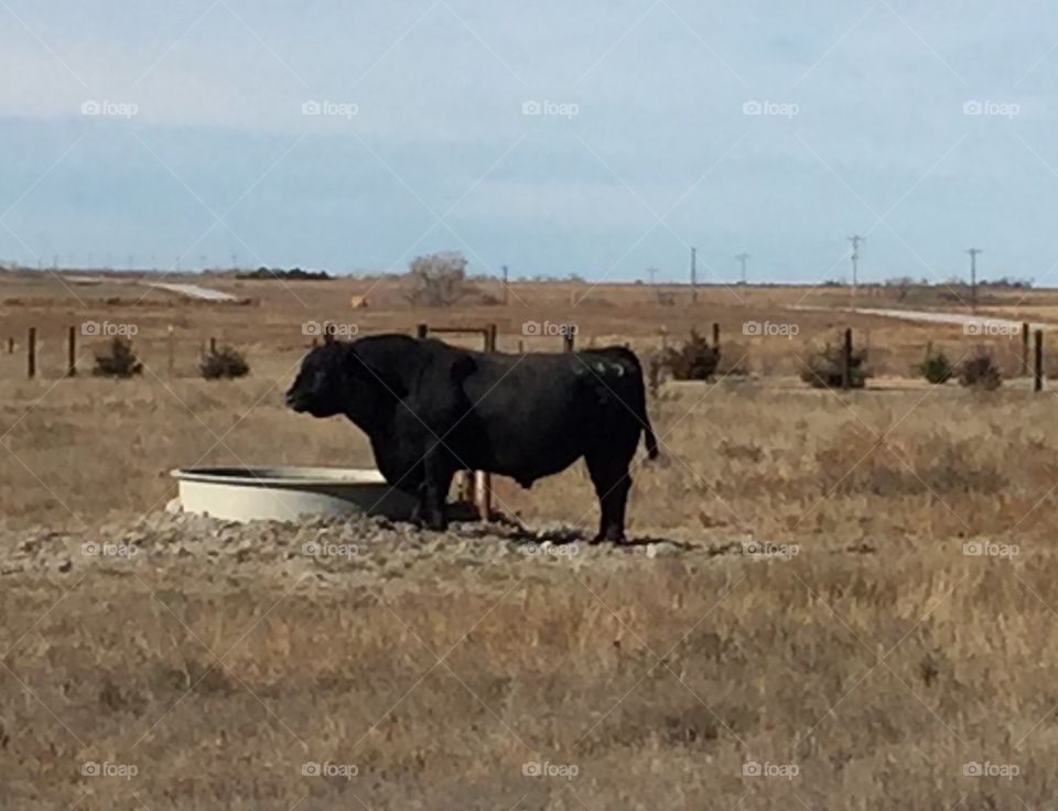 An Angus bull stops at the water tank in the pasture.
