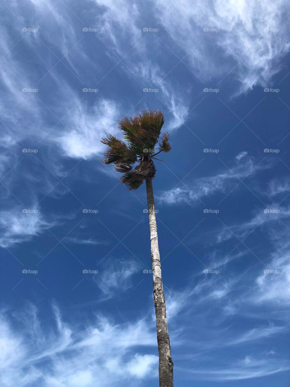 Windy palm