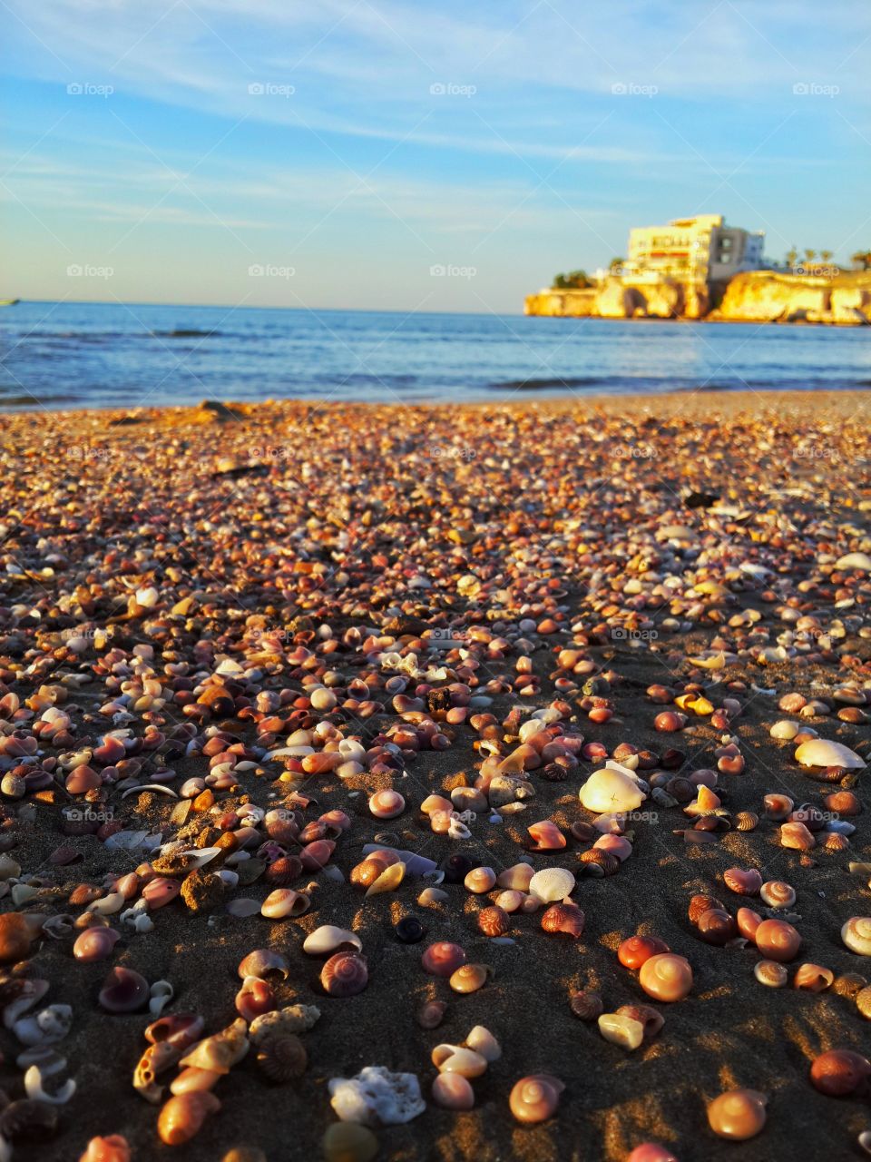 Scenics view of seashell on beach