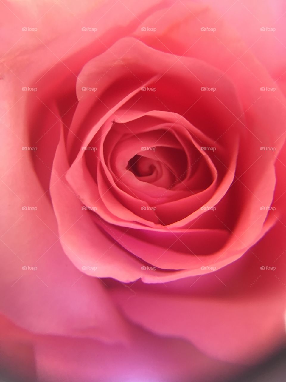 Macro shot of pink rose