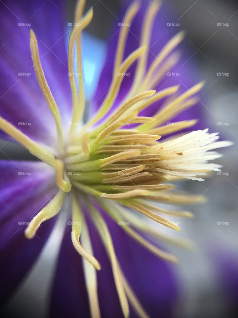 Center of clematis