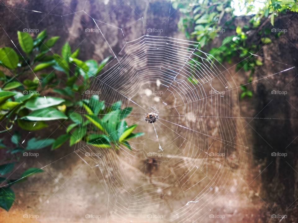 a spider on cobweb