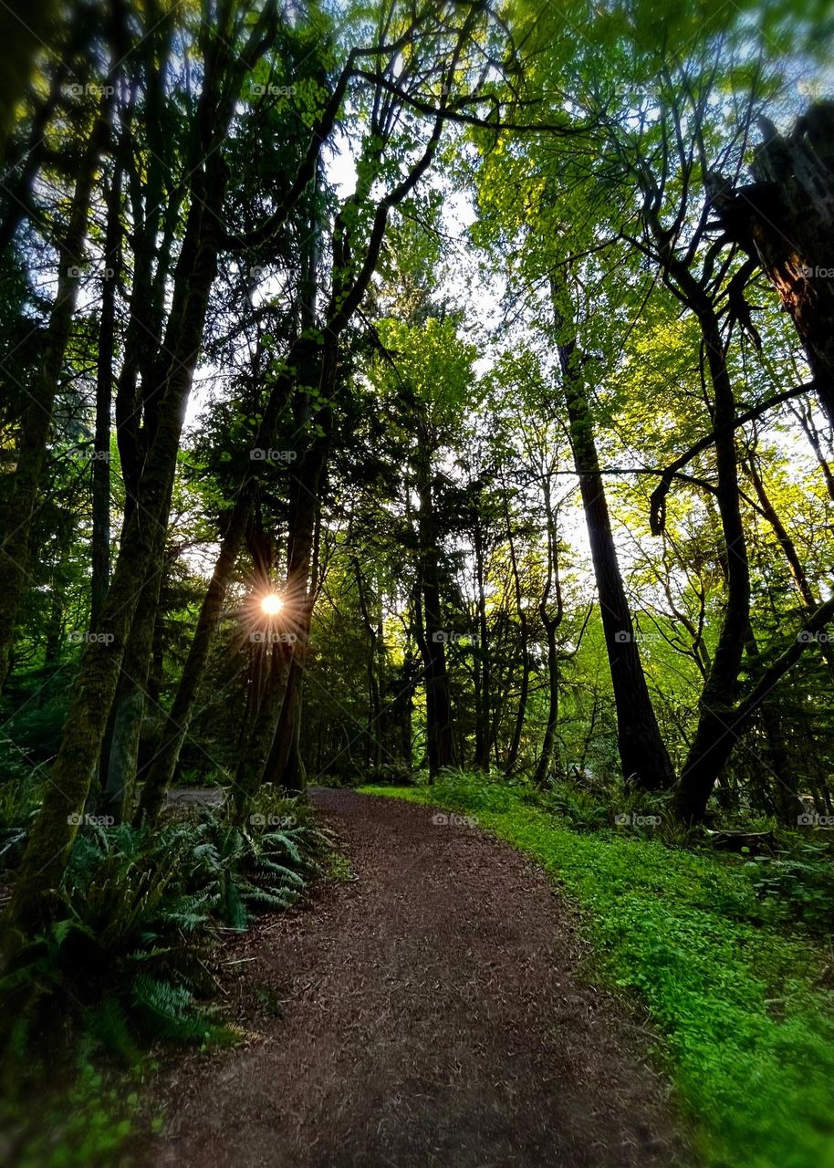 A walk in Point Defiance Park in Tacoma, Washington as the sun sets shows deep shades of green among the trees 