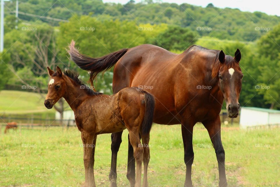 A colt and its mother