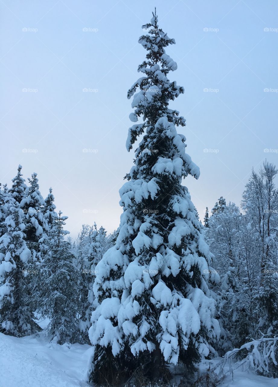 Snowy tree