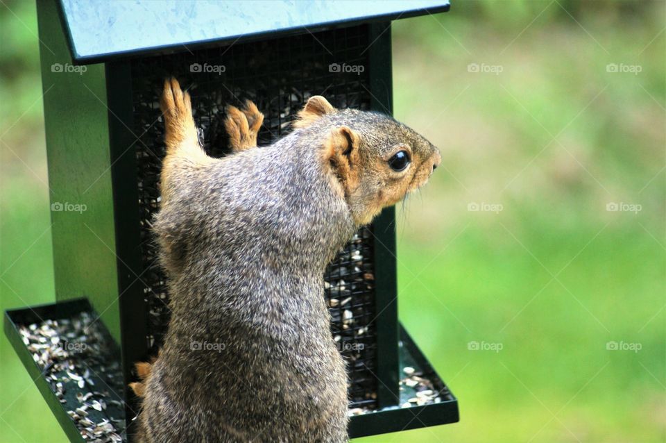 Squirrel stealing birdseed 