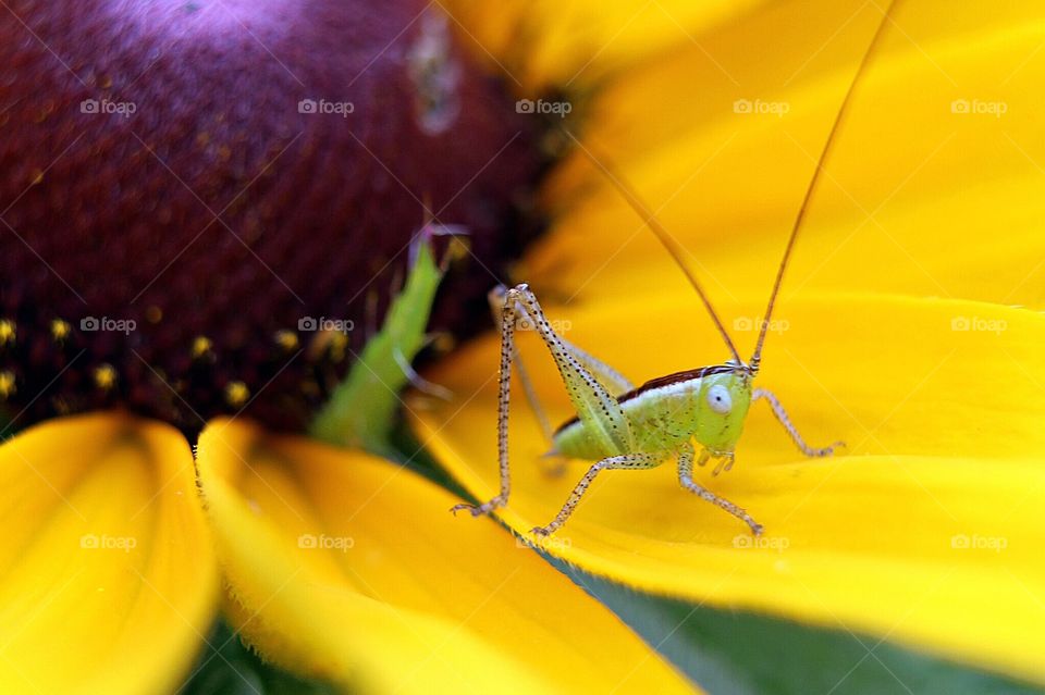 Grasshopper 