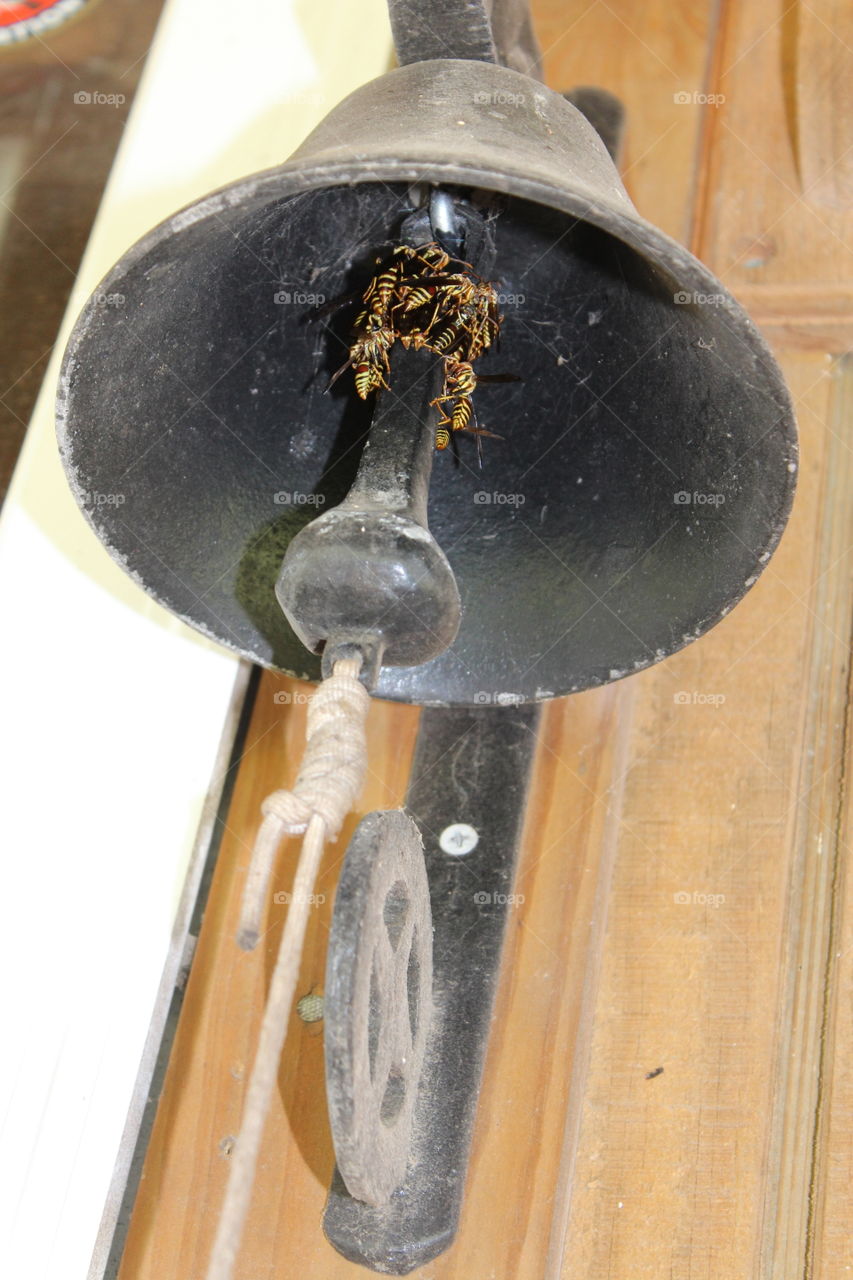 wasp found a new home