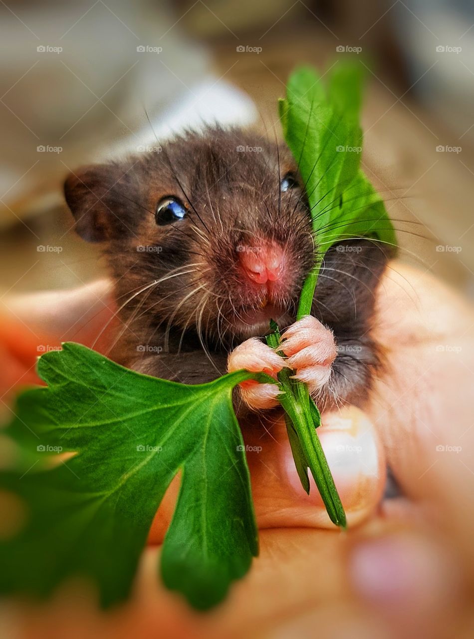 Small animal😻🌱