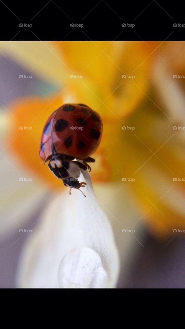 Ladybug 