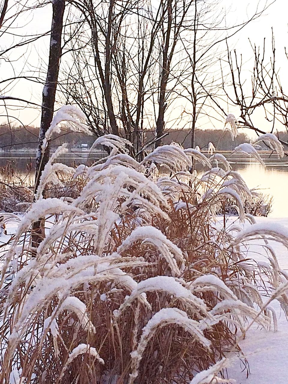 Winter Landscape 
