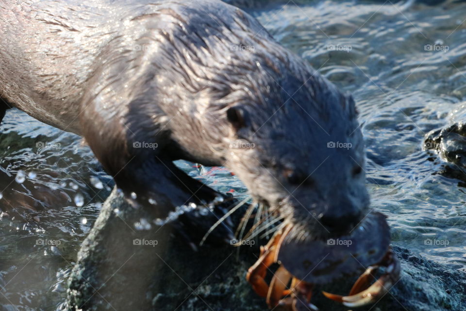 Otter who just caught a big crab , ready for the feast