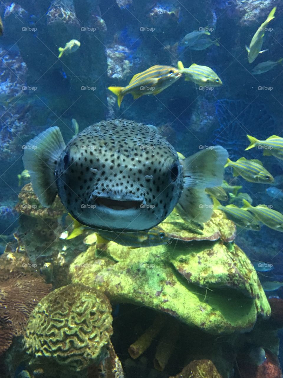 Cool fish at the New England Aquarium