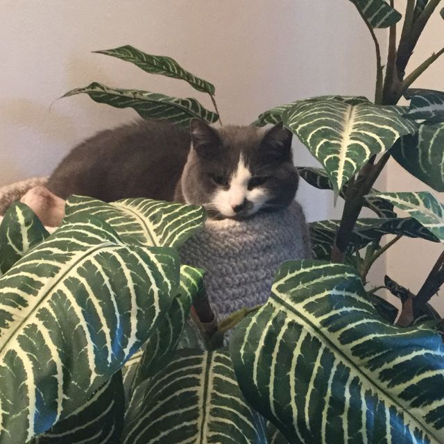 Cozy kitty relaxing 